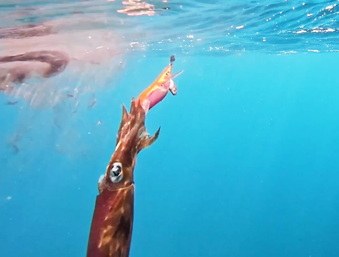 SQUID MANIA Product in use